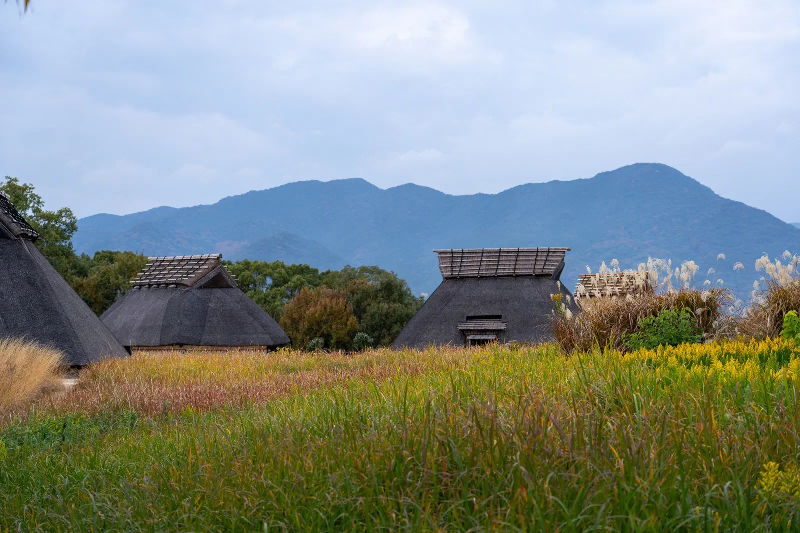 Fields and Homes