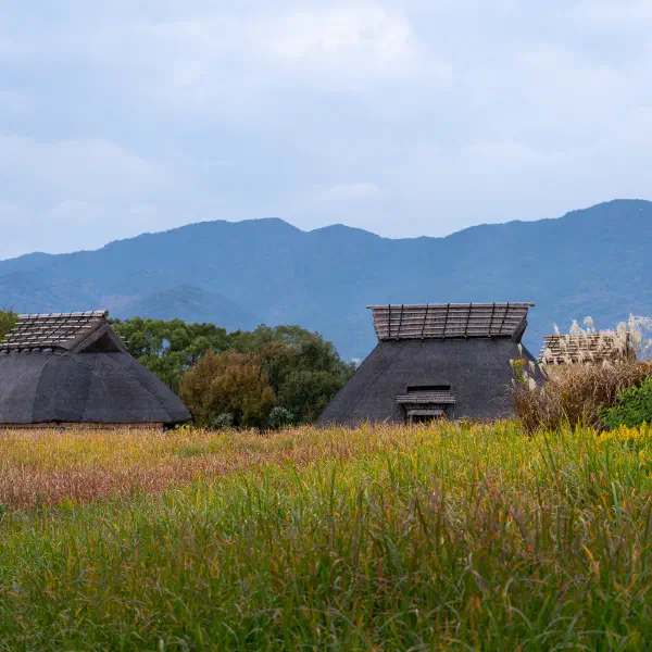 Fields and Homes