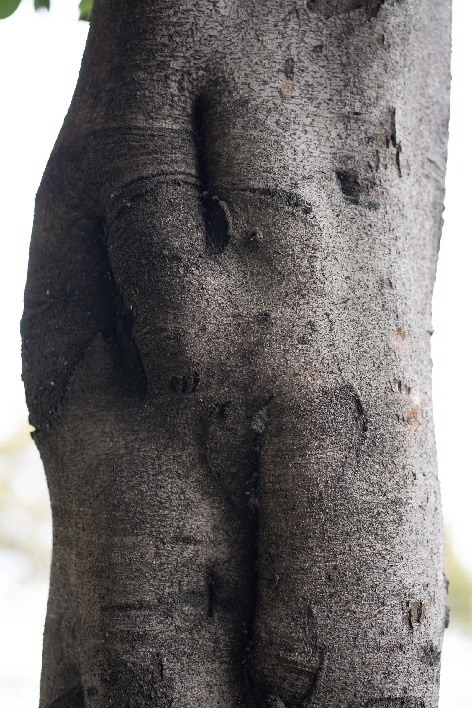 Omphalos